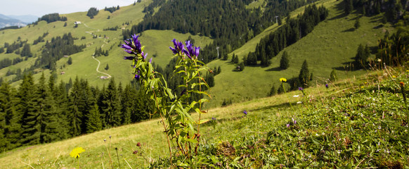 Alpenblumen mit Sommerwiese in den Bergen