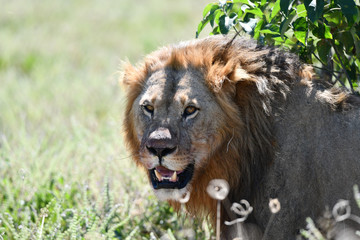 Löwe in Botswana - Moremi Reserve im Okavango Delta