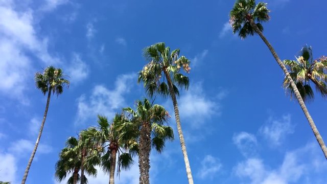 Palm trees blowing against a clear blue sky with copy space