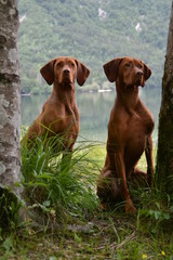 Vizsla 1