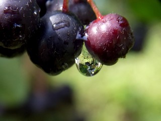 aronia and rain drops
