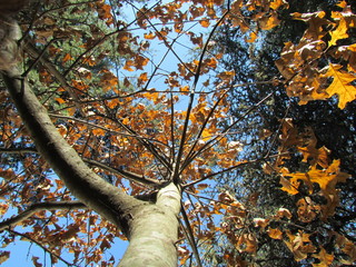Otoño