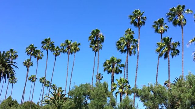 Palm trees blowing against a clear blue sky with copy space