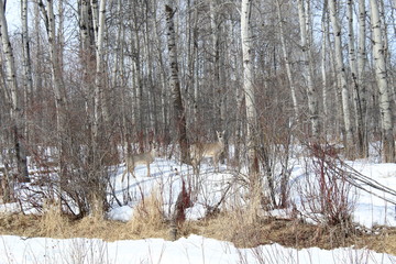 Deer