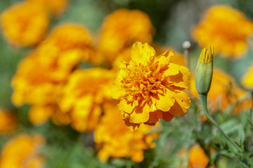 a dwarf mariegold (studentinblume) in a garden