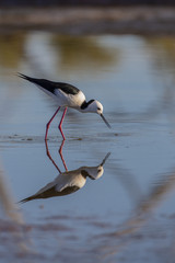 White-headed Stilt (Himantopus leucocephalus)