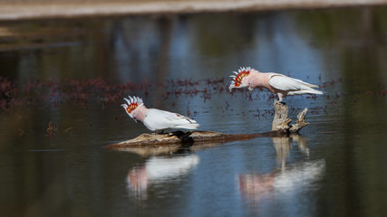 Major Mitchell's Cockatoo (Cacatua leadbeateri) race "leadbeateri". AKA Pink Cockatoo © wrightouthere