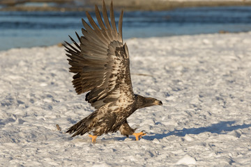 EAGLE