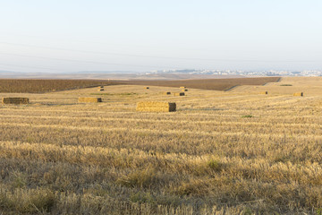 Fototapeta premium Campos de trigo cosechado con pacas de paja
