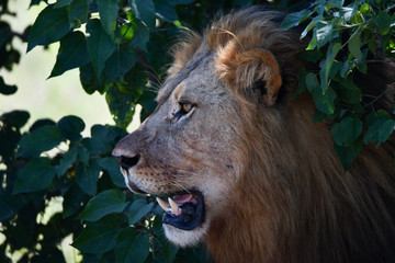 Löwe in Botswana - Moremi Reserve im Okavango Delta