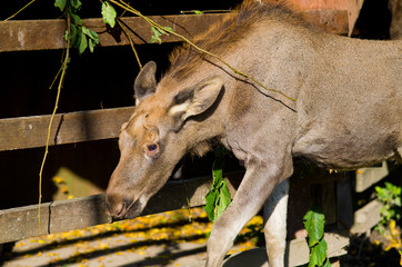 Young moose