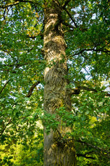 Branches and lush in Bialowieza woods, Poland