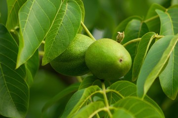 Branch on walnut tree.Detail of unripe fruit of walnut.Juglans regia/Jovis glans. Fruits and leaves of walnut. Nuts support brain activity. © luckakcul