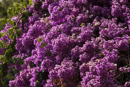Begonvil flowers
