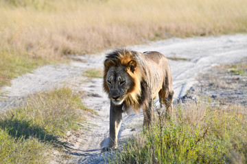 Fototapeta na wymiar Löwe in Botswana - Moremi Reserve im Okavango Delta