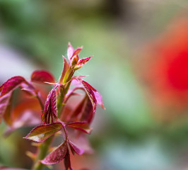 red young rose bush shoot, selective focus