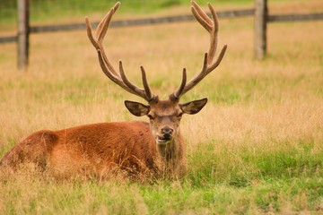 The red deer Cervus elaphus is one of the largest deer species.Deer lies on the green grass on deer...