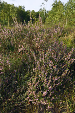 Besenheide (Calluna vulgaris) - common heather
