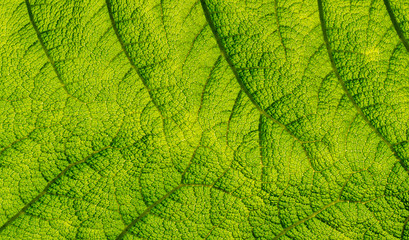 texture of green leaf