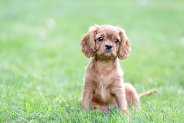 Puppy on the green grass