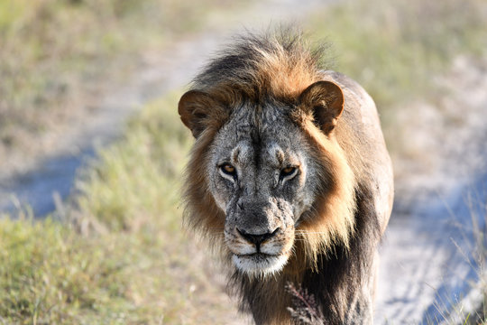 Löwe in Botswana - Moremi Reserve im Okavango Delta