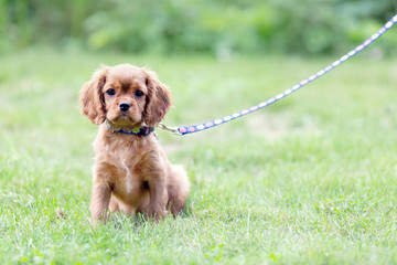 Cute pupy on the leash - obrazy, fototapety, plakaty