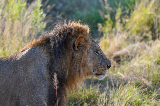 Löwe in Botswana - Moremi Reserve im Okavango Delta