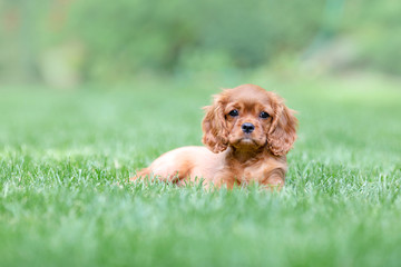 Obraz premium Puppy lying on the grass in the garden