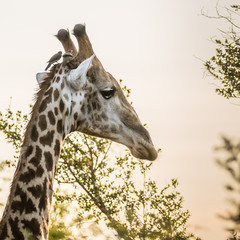 South African Giraffe with Two Oxpecker Birds on His Head, Taken Near Dusk