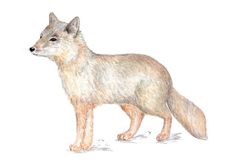 Corsac fox. Illustration painted in watercolor.
Corsac, one of the foxes. Illustration for a book about animals, for printing on fabrics, in magazines, etc.