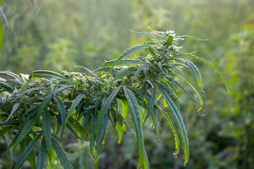 A sprig of cannabis with seeds, and beautiful green leaves.