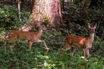 Two whitetail fawns still with spots strolling through the woodlands at Yates Mill County Park in Raleigh North Carolina