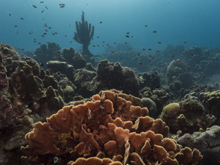 Seascape of coral reef / Caribbean Sea / Curacao with Neptun / Poseidon statue, various hard and soft corals, sponges and sea fan © NaturePicsFilms