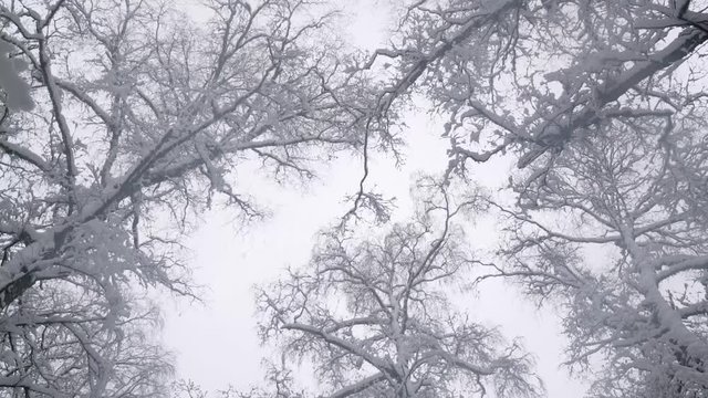 Snowy tree tops