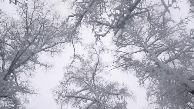 Snow on trees