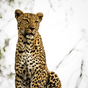 Portrait of Leopard in a Tree, in South Africa