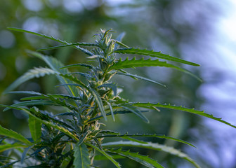 A sprig of cannabis with seeds, and beautiful green leaves.