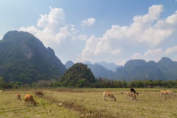 Fototapeta na wymiar Scenic view of cows in a fields, limestone mountains and Pha Poak hill near Vang Vieng, Vientiane Province, Laos, on a sunny day. Copy space.