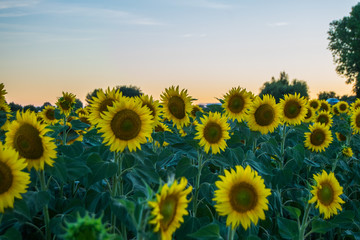 Obraz premium Sunflowers