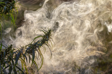 The leaves of marijuana are in the smoke, against the background of the rays sunset.