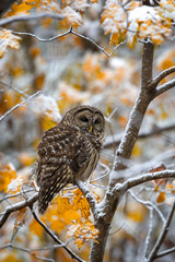 Barred owl perched in snow covered fall foliage