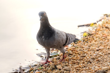Spotted Dove Spilopelia chinensis bird