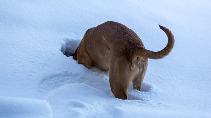 Dogs having fun on a sunny day of winter in a small village in Romania
