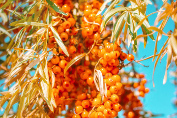 Grapes of fresh orange sea-buckthorn food with leaves on tree branch against blue sky background - 219707697