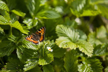 Beautiful small butterfly sitting on on strawberry leaves. Summer time background. Nature.