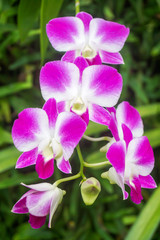 Close up white purple Orchid
