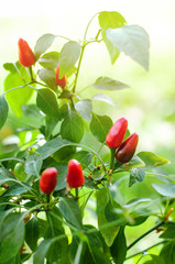 Jalapeno pepper growing in the garden. Red  chili peppers in the sun. Raw for cooking spicy food Selective focus Closeup Copy space