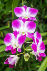 Fototapeta na wymiar Close up white purple Orchid