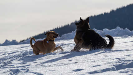 Dogs having fun on a sunny day of winter in a small village in Romania