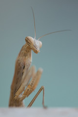 mantis